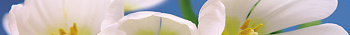 Blue garden Бордюр 6х60 арт. 21018