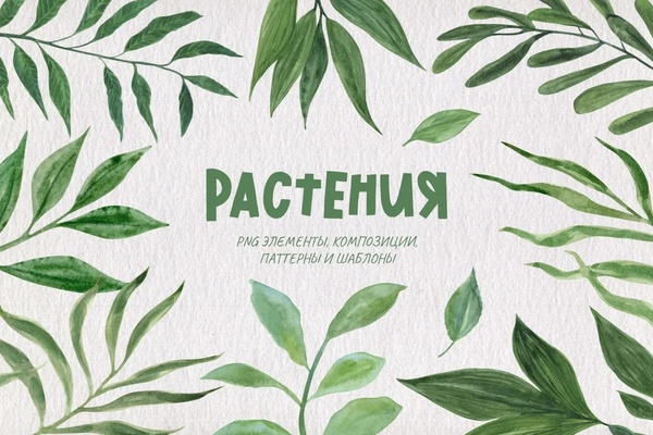 Растения