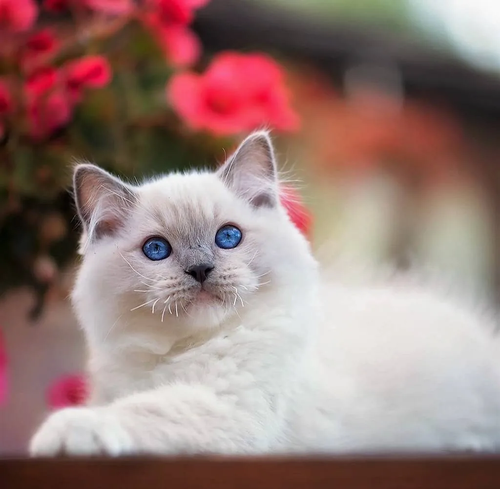 Онлайн-викторина «Что ты знаешь о кошках?»