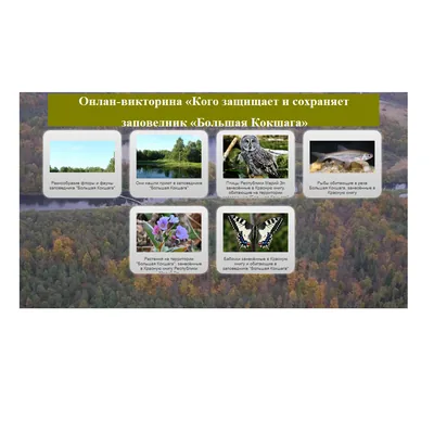 Онлайн-викторина «Кого защищает и сохраняет заповедник «Большая Кокшага»