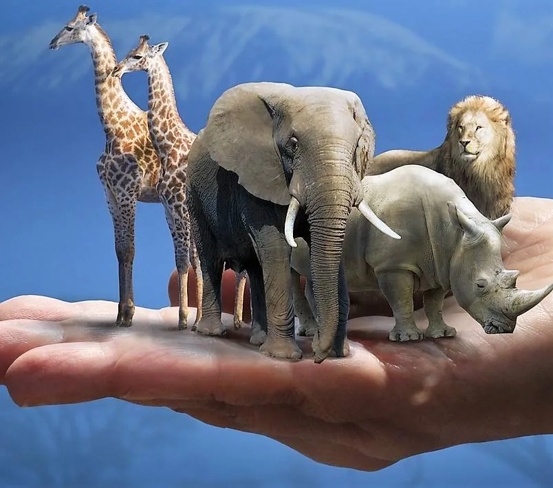 Экологическое занятие «Любите и берегите животных!»