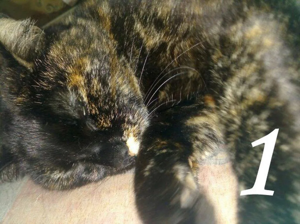 Итоги фотоконкурса «Мой любимый питомец»