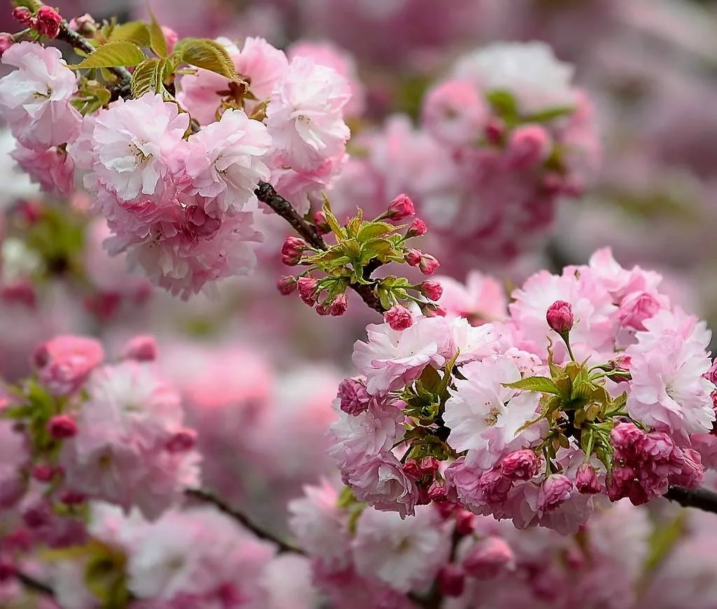 Онлайн-викторина «Весна! Весна! И все ей рады…»