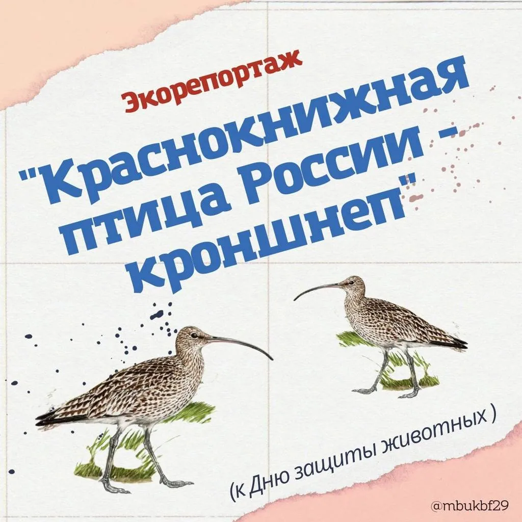 Экорепортаж «”Краснокнижная” птица России – кроншнеп»