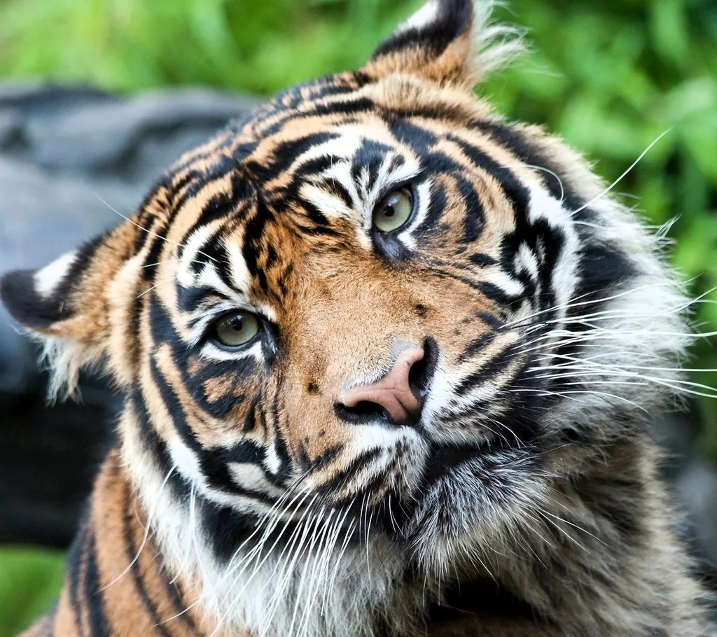 Онлайн-викторина «Полосатое совершенство»