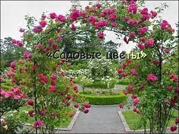 «Сад моей мечты»