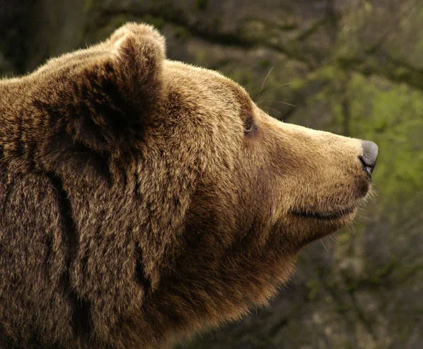 Косолапые истории