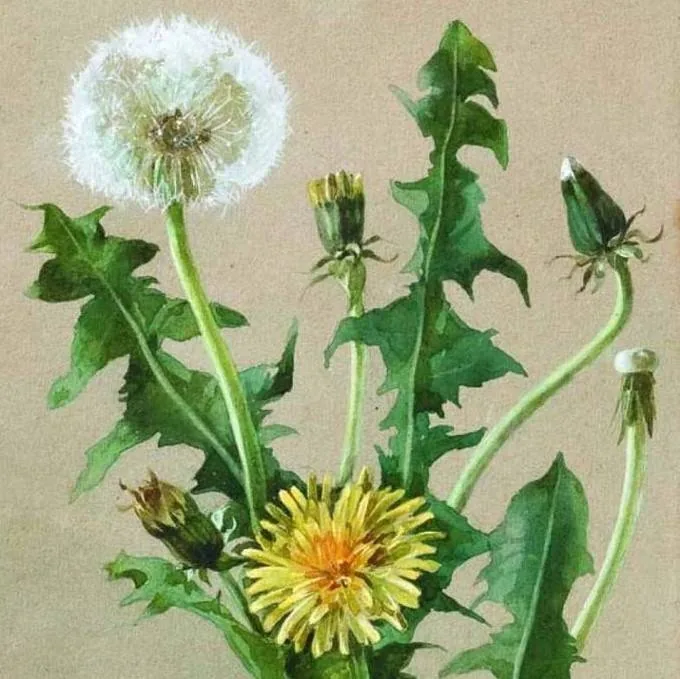 Мастер-класс «Букет целебных трав»