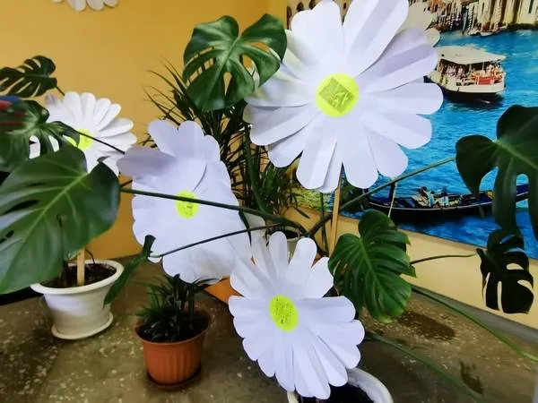 Ромашковое счастье