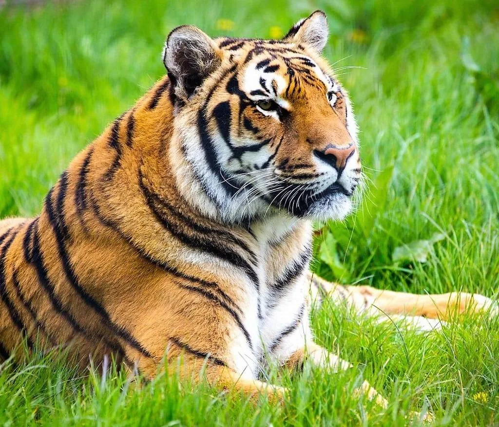 Онлайн-викторина «Полосатое совершенство»