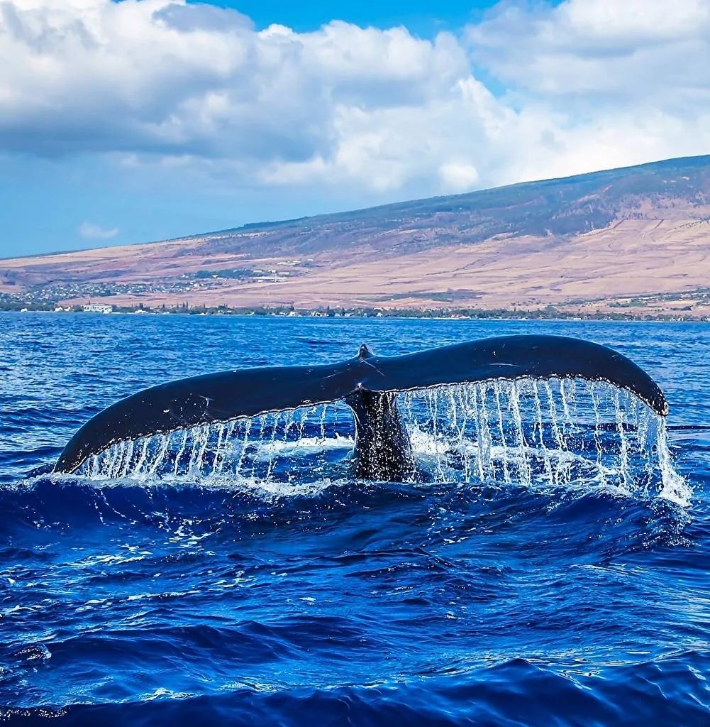 Морская онлайн-викторина «В мире китов и дельфинов»