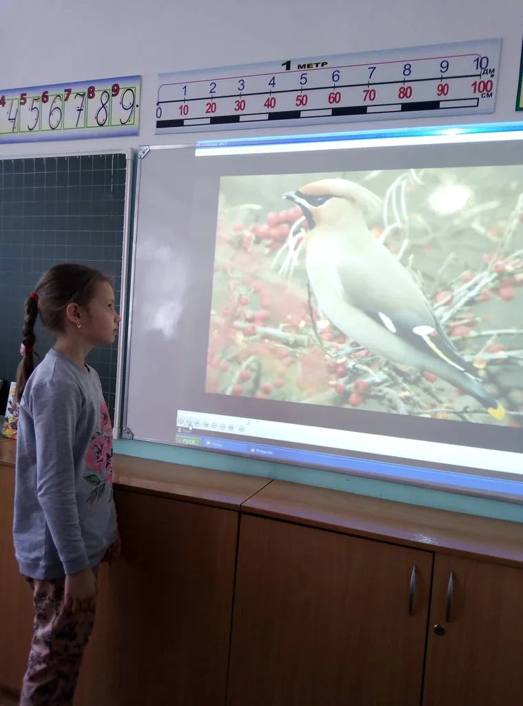 Экологическое путешествие «Птичьи трели»