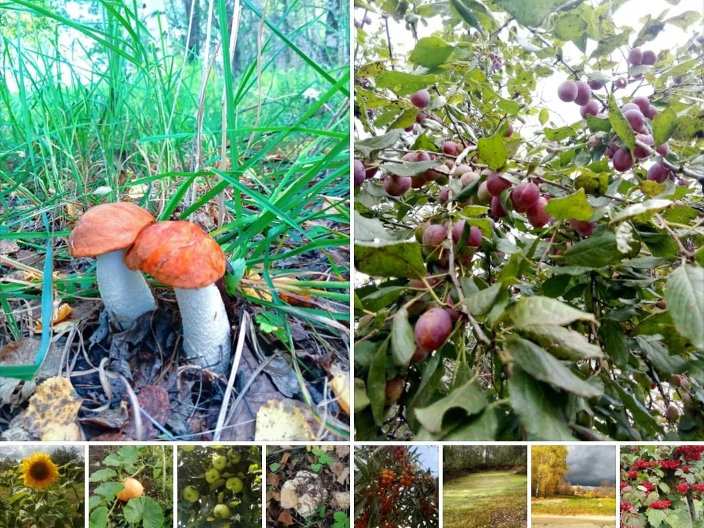 Фотовернисаж "Все краски осени"