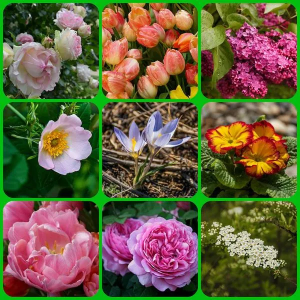 Виртуальная ботаническая эксурсия «Весны цветущие сады»