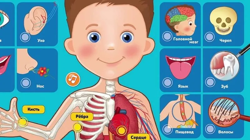 Занимательный  калейдоскоп «Мы и наш организм»