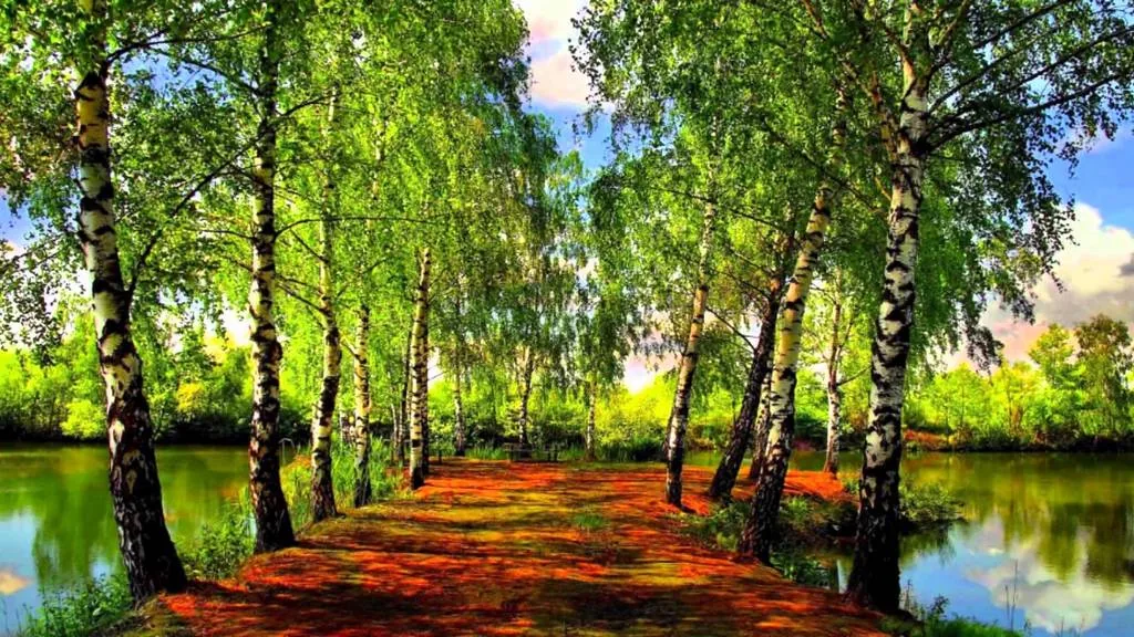 Храните чудо из чудес – лес, озера, синь небес