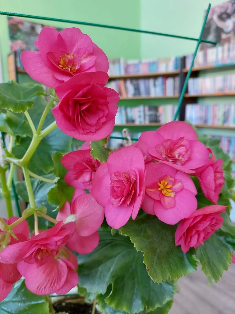 Праздник «Весна и стихи в сердце моём!»