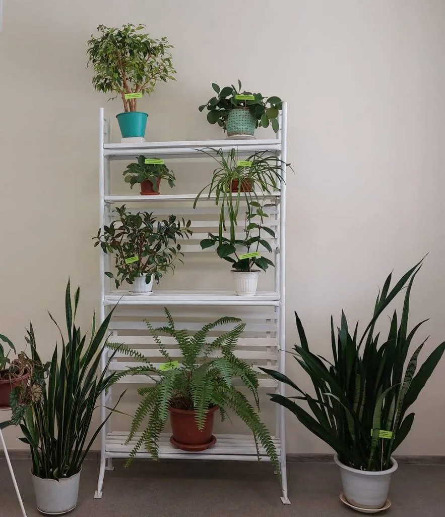 "Зелёная стена " в библиотеке