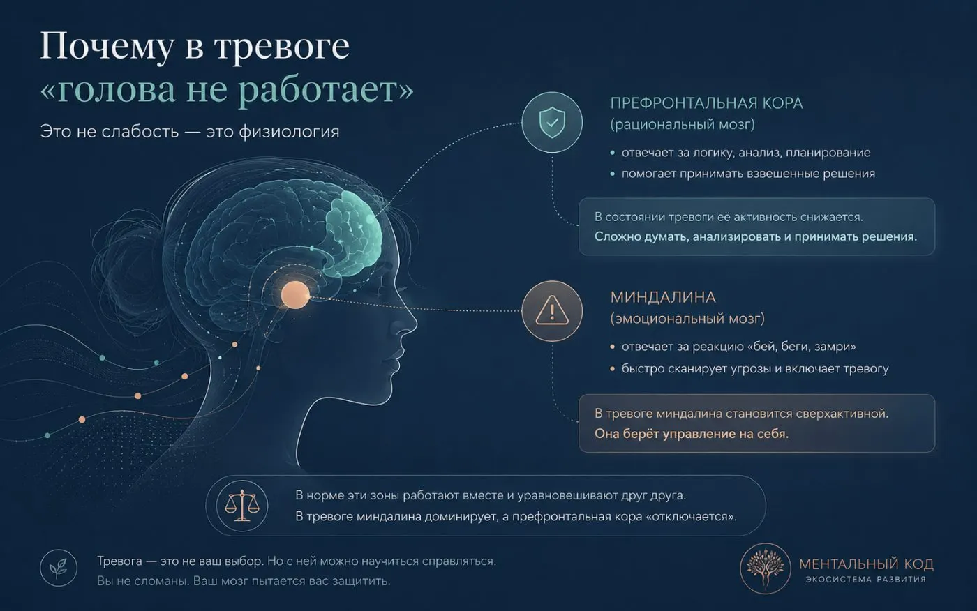 Что происходит в мозге во время тревоги: миндалина и префронтальная кора