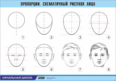 Таблица демонстрационная "Пропорции. Схематичный рисунок лица" (винил 100х140)