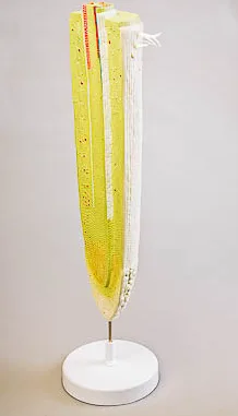 Модель строения корня