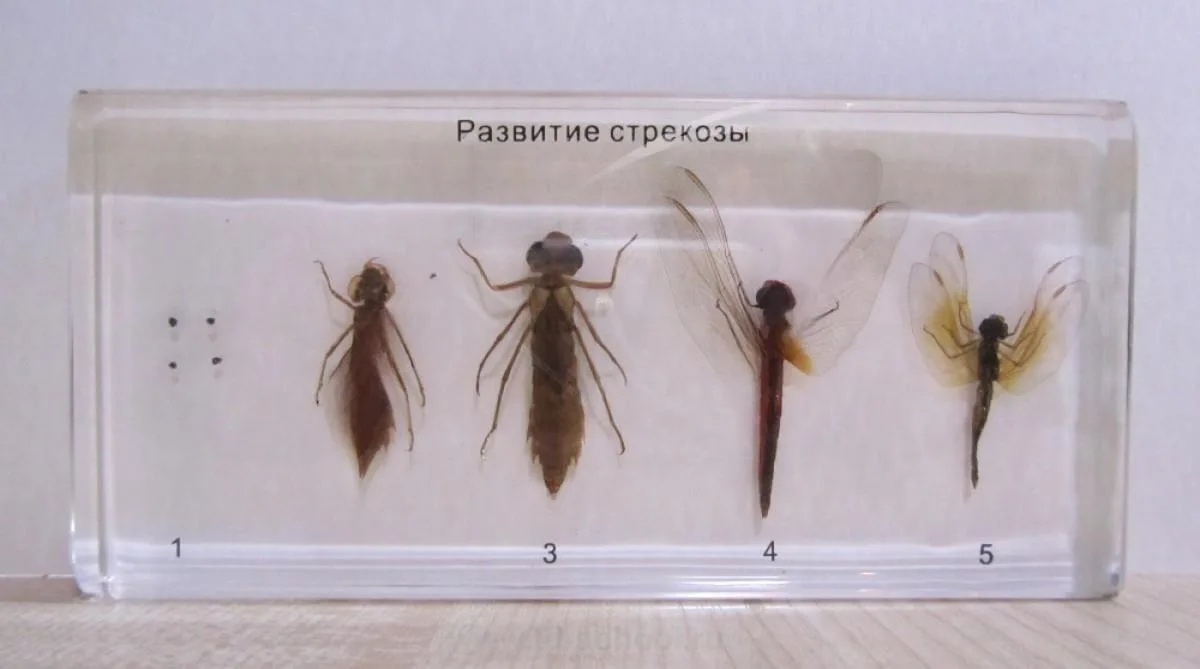 Коллекция "Развитие насекомых с неполным превращением"