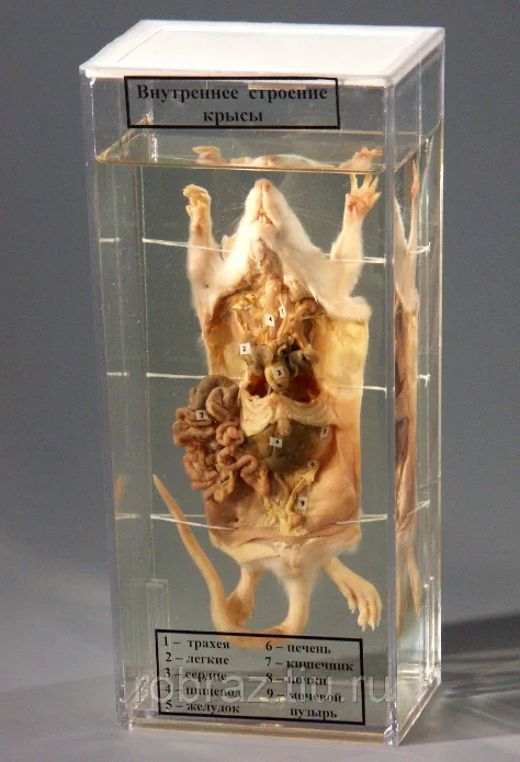 Влажный препарат "Внутреннее строение крысы"