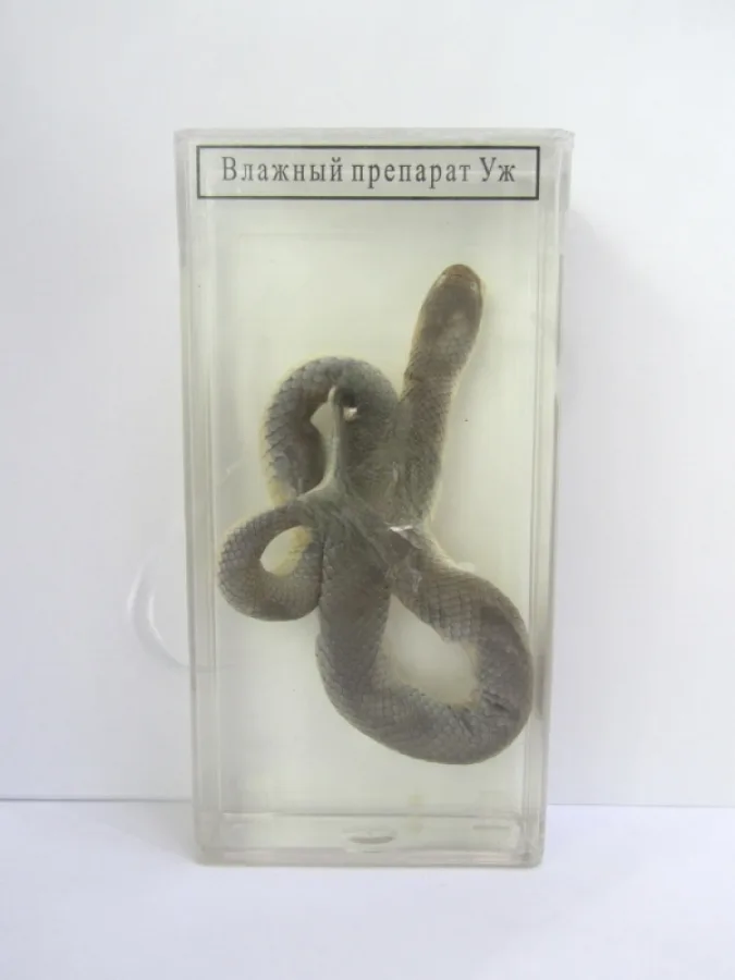 Влажный препарат "Уж"
