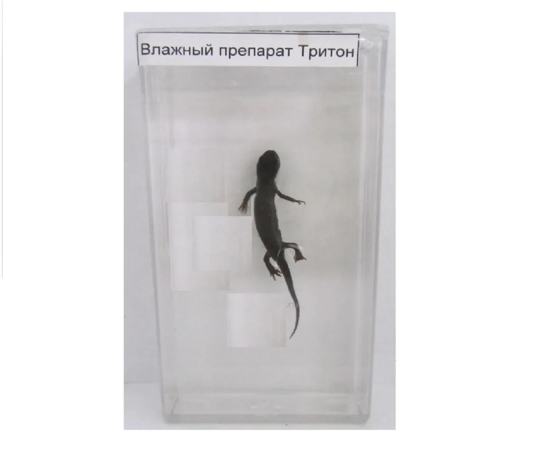 Влажный препарат "Тритон"