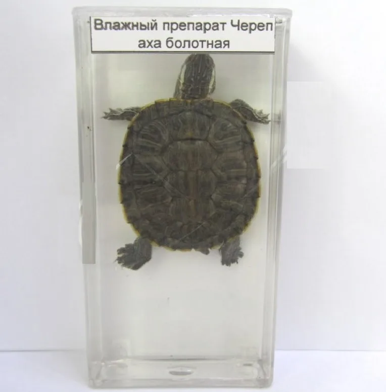 Влажный препарат "Черепаха болотная"