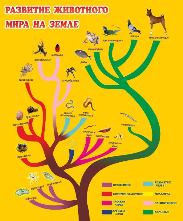 Стенд "Развитие животного мира на земле"