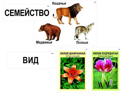 Модель-аппликация "Классификация растений и животных" (ламинированная).
