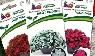 Семена цветов бальзамина крупноцветковые