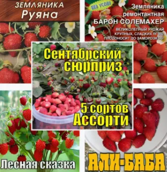 Набор балконной земляники.