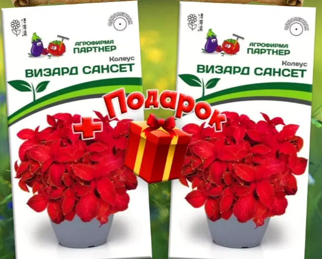Семена многолетних цветов Колеус Визард Сансет