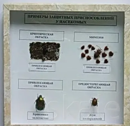 Коллекция Примеры защитных приспособлений у насекомых