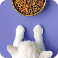 Petshop